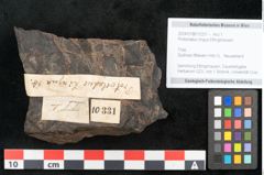 Foto (Objekt + Etikett) von Protocladus lingua Ettingshausen (NHMW-GEO-2024-0188-10331)